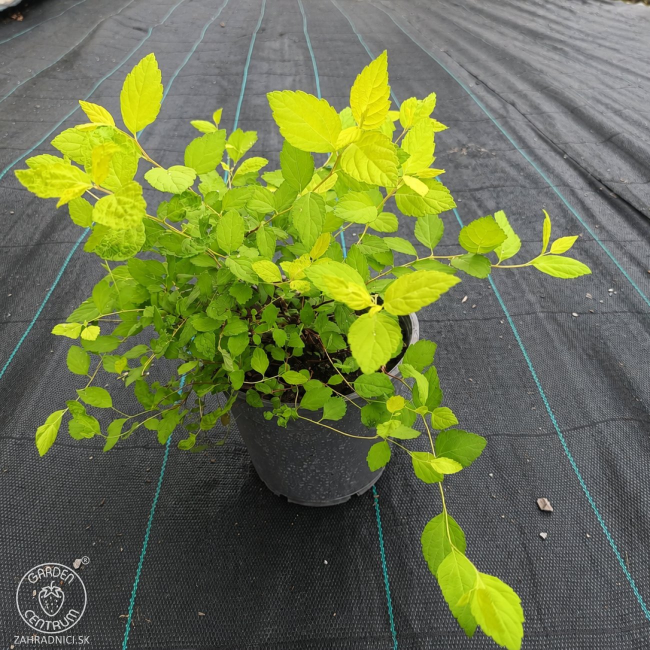 Obrázok Tavoľník japonský (Spiraea Japonica) ´GOLDEN PRINCESS´ - výška 10-20 cm ⌀ 20 cm , kont. C2L